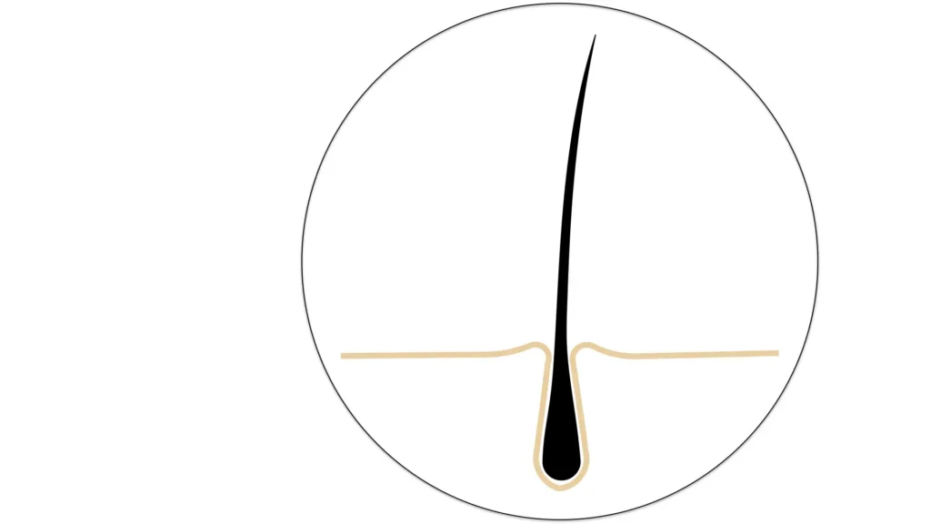 Chronotype test over hair root